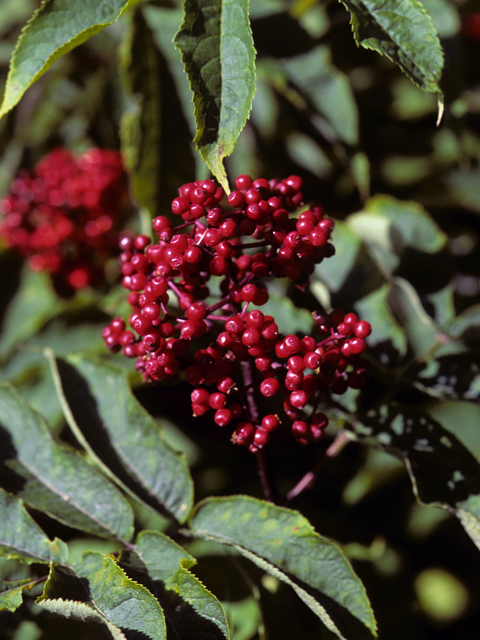 Sambucus racemosa (Red elderberry) #24474