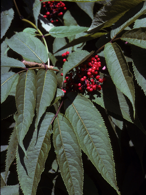 Sambucus racemosa var. racemosa (Red elderberry) #24480