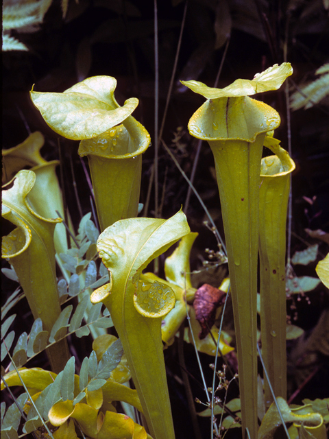 Sarracenia flava (Yellow pitcherplant) #24494