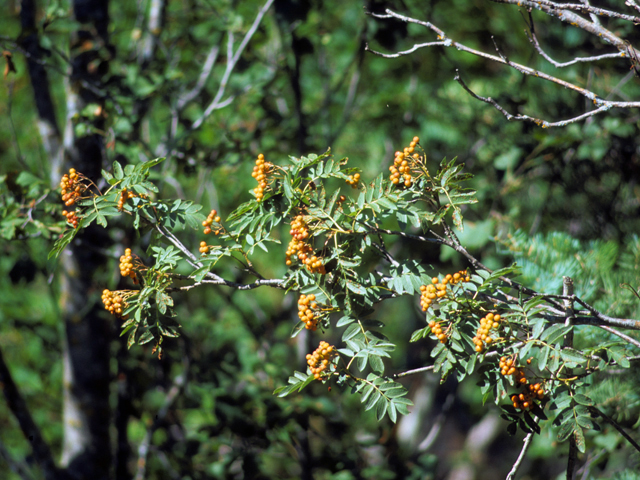 Sorbus scopulina (Greene's mountain ash) #24681