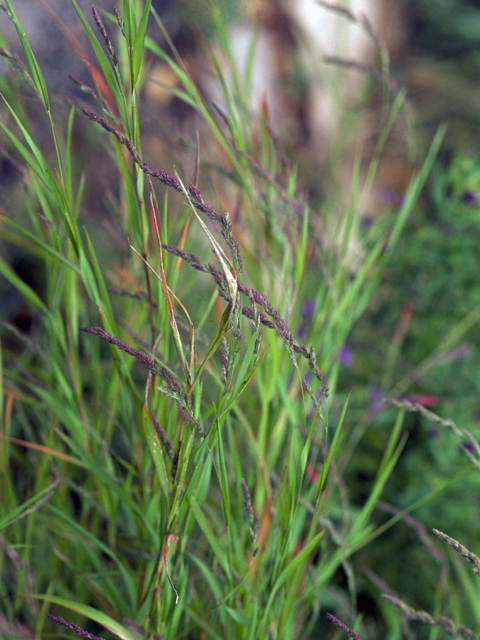 Spartina pectinata (Prairie cordgrass) #24703