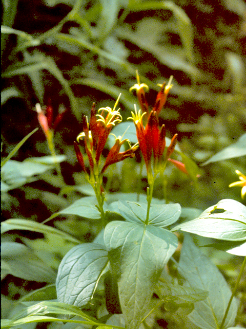 Spigelia marilandica (Woodland pinkroot) #24722