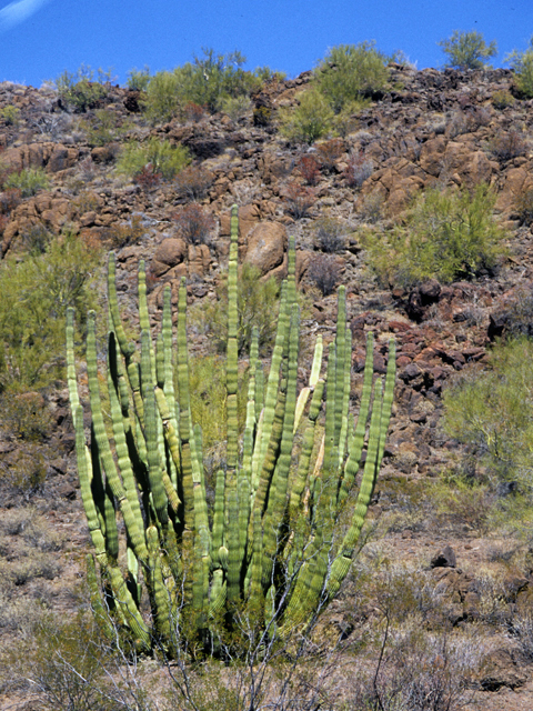 Stenocereus thurberi (Organpipe cactus) #24746