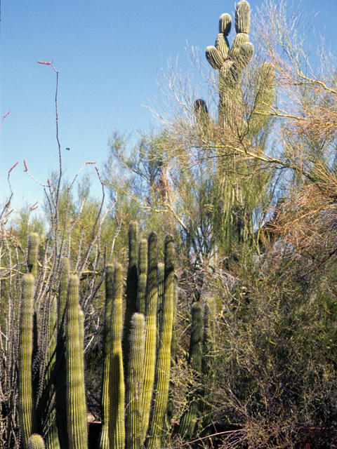 Stenocereus thurberi (Organpipe cactus) #24748