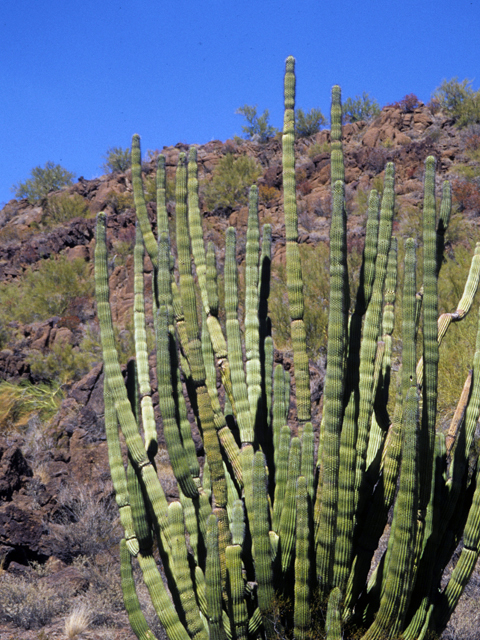 Stenocereus thurberi (Organpipe cactus) #24749