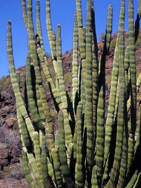 Stenocereus thurberi (Organpipe cactus) #24750