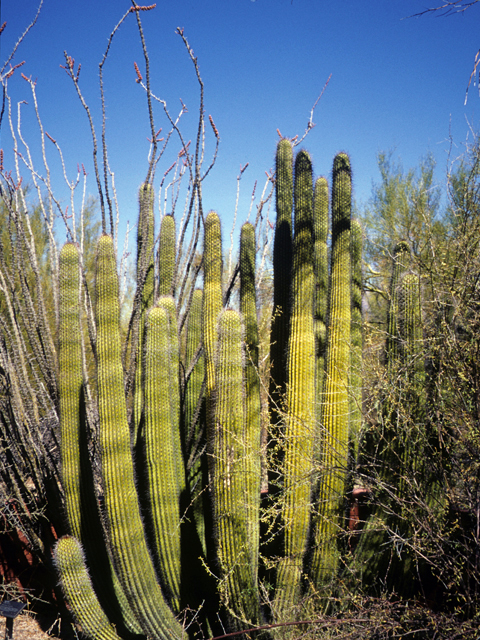 Stenocereus thurberi (Organpipe cactus) #24751