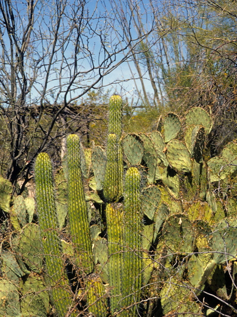 Stenocereus thurberi (Organpipe cactus) #24752