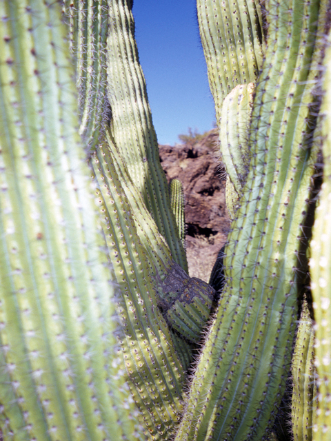 Stenocereus thurberi (Organpipe cactus) #24755