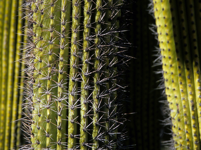 Stenocereus thurberi (Organpipe cactus) #24757