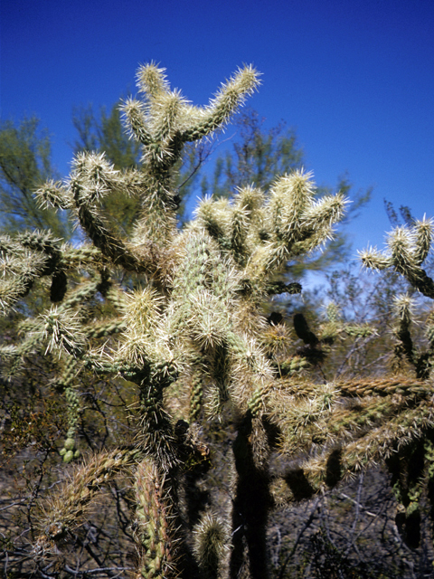 Stenocereus thurberi (Organpipe cactus) #24761