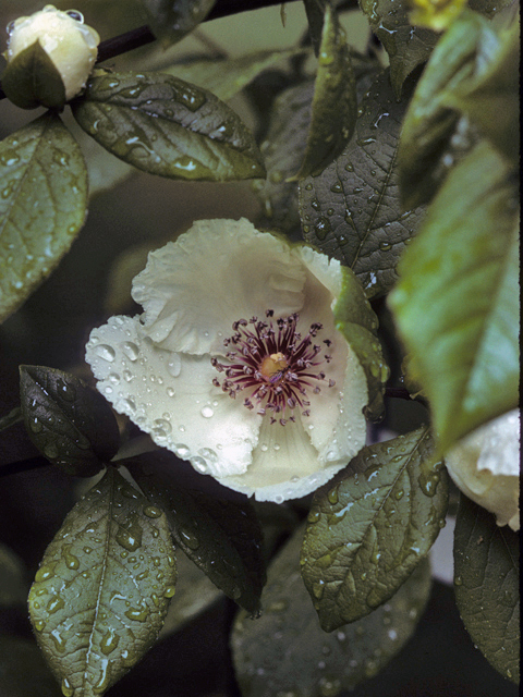 Stewartia malacodendron (Silky camellia) #24767