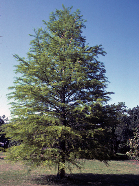 Taxodium distichum (Bald cypress) #24798