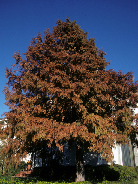 Taxodium distichum (Bald cypress) #24800