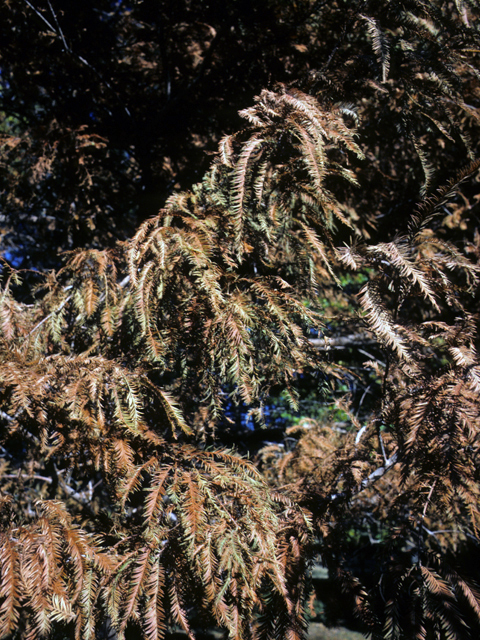 Taxodium distichum (Bald cypress) #24806