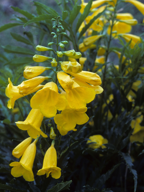Tecoma stans (Yellow bells) #24813