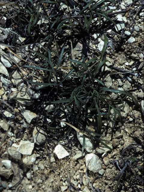 Thelesperma filifolium (Stiff greenthread) #24844