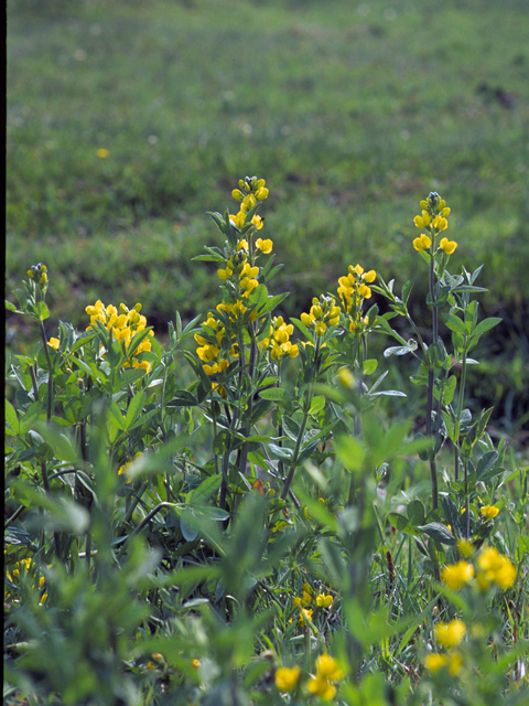 Thermopsis rhombifolia (Prairie thermopsis) #24846