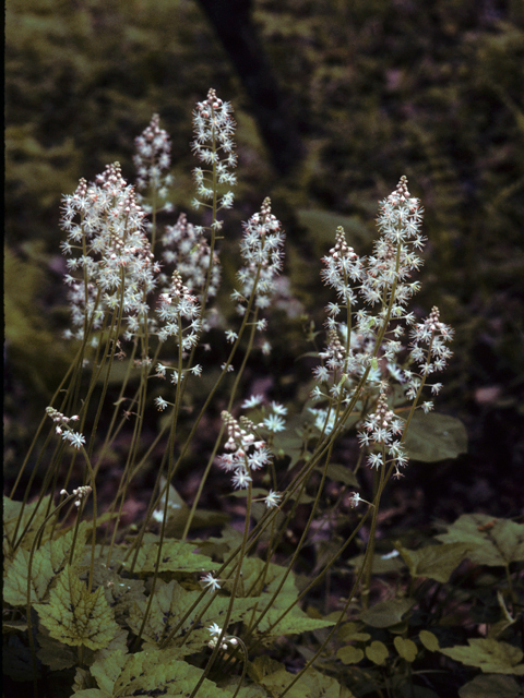 Tiarella cordifolia var. collina (Heartleaf foamflower) #24866