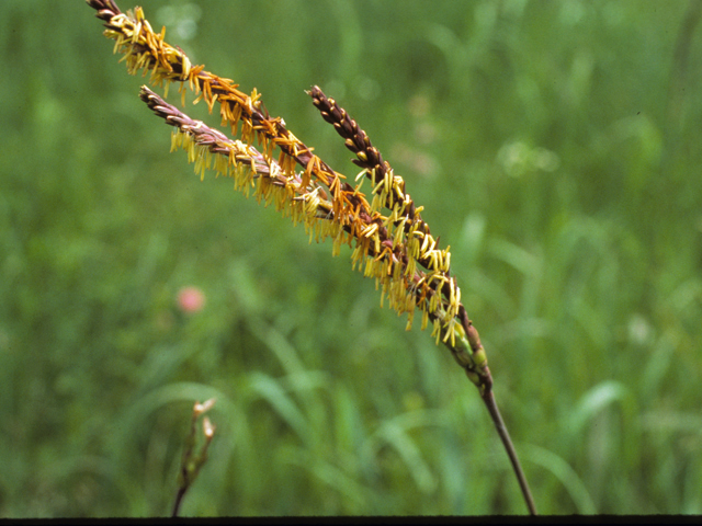 Tripsacum dactyloides (Eastern gamagrass) #24904