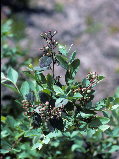 Vaccinium fuscatum (Black highbush blueberry) #24949