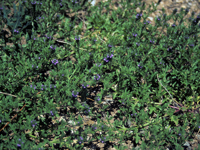 Verbena bracteata (Bigbract verbena) #24958