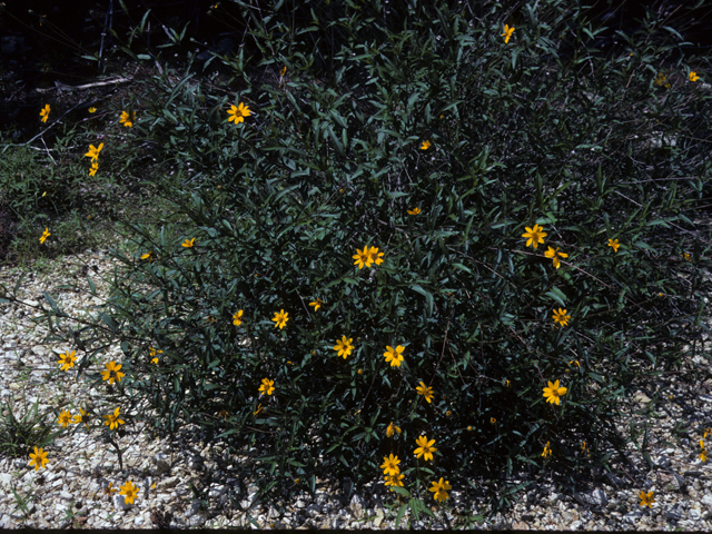Wedelia acapulcensis var. hispida (Zexmenia) #25039