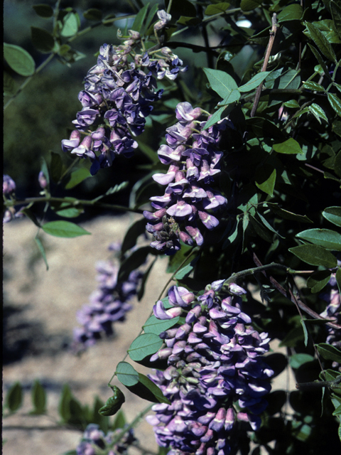 Wisteria frutescens (American wisteria) #25047
