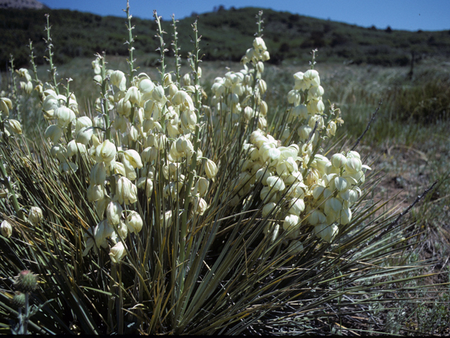 Yucca baileyi var. navajoa (Navajo yucca) #25073