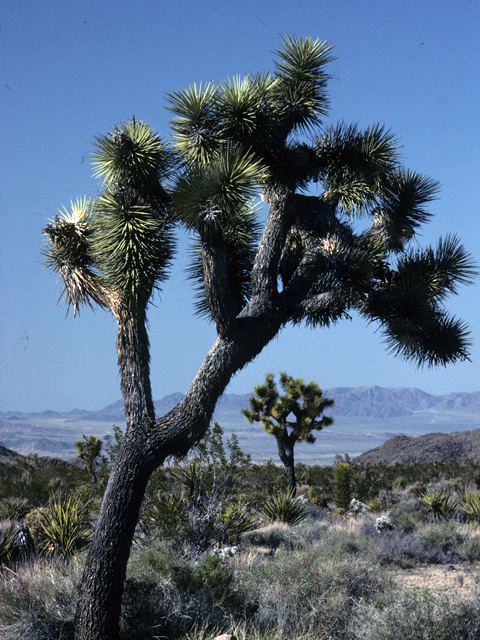 Yucca brevifolia (Joshua tree) #25076