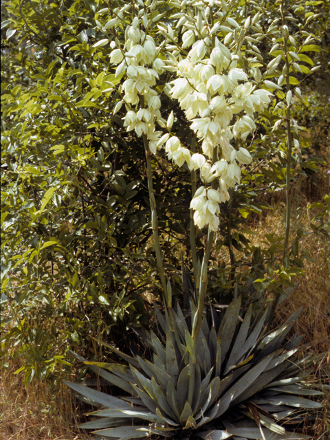 Yucca pallida (Pale-leaf yucca) #25087