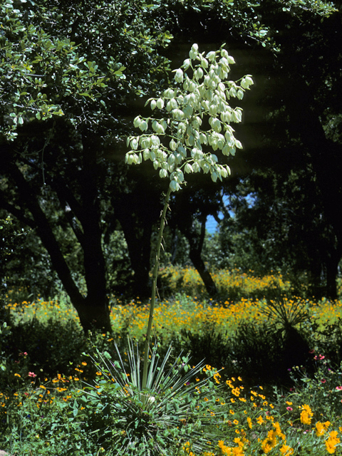 Yucca reverchonii (San angelo yucca) #25089