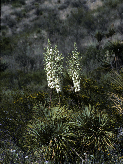 Yucca thompsoniana (Thompson's yucca) #25099