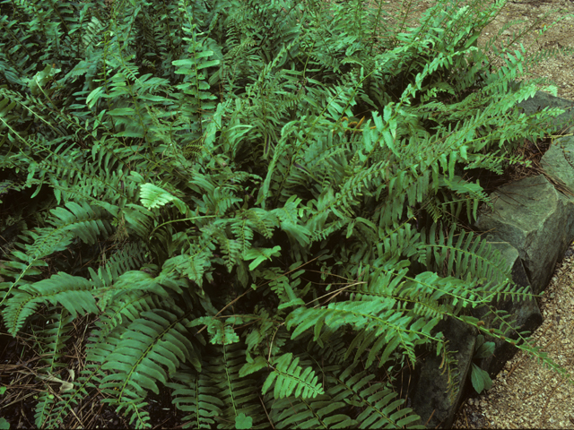 Polystichum acrostichoides (Christmas fern) #25181