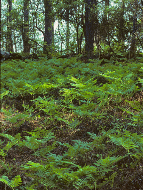 Earth S Internet Natural Networking Forest Floor Plants That
