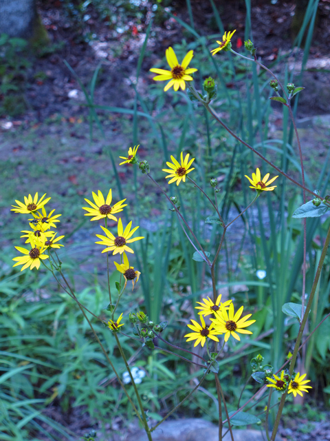 Helianthus divaricatus (Woodland sunflower) #47496