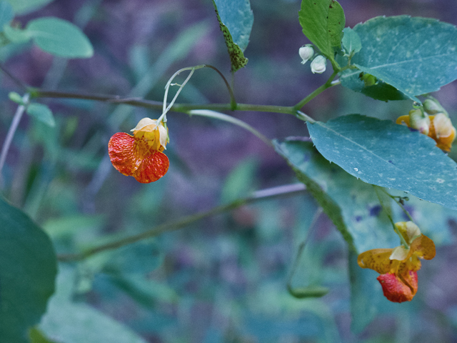 Impatiens capensis (Jewelweed) #47504