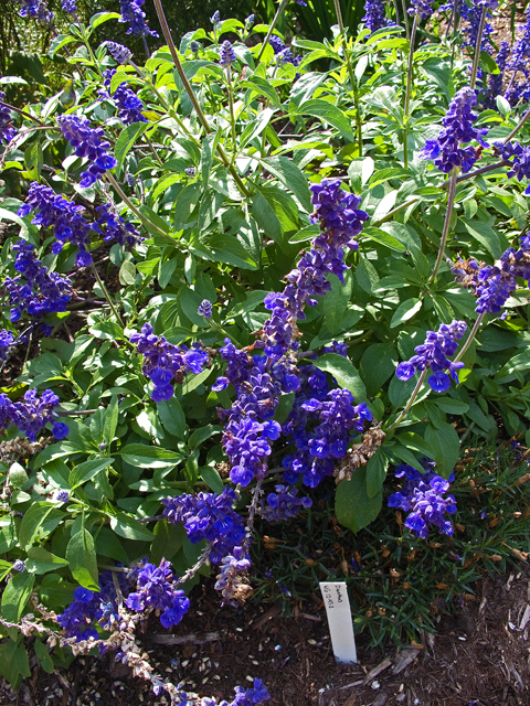 Salvia farinacea (Mealy blue sage) #47516