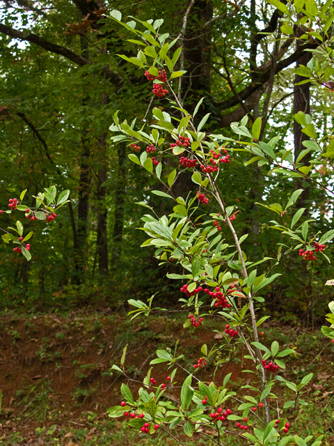 Aronia arbutifolia (Red chokeberry) #47537