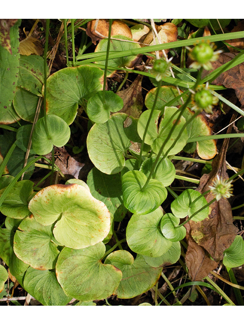 Parnassia asarifolia (Kidneyleaf grass-of-parnassus) #47549