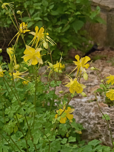 Aquilegia chrysantha var. hinckleyana (Hinckley's golden columbine) #47621