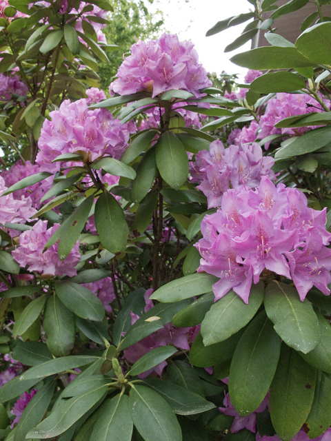 Rhododendron catawbiense (Catawba rosebay) #47687