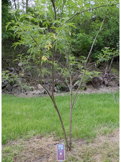 Sambucus nigra ssp. canadensis (Common elderberry) #48970
