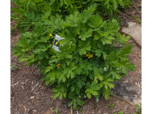 Stylophorum diphyllum (Celandine poppy) #48991