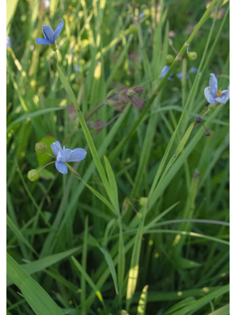Sisyrinchium angustifolium (Narrowleaf blue-eyed grass) #49001