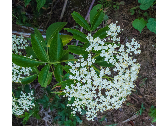 Sambucus nigra ssp. canadensis (Common elderberry) #49004
