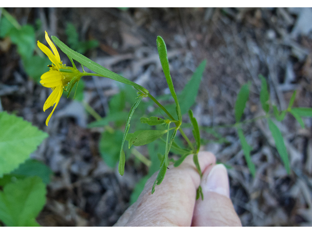 Coreopsis major (Greater tickseed) #49078