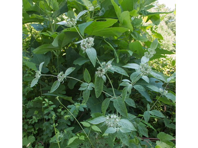 Pycnanthemum incanum (Hoary mountain mint) #49083