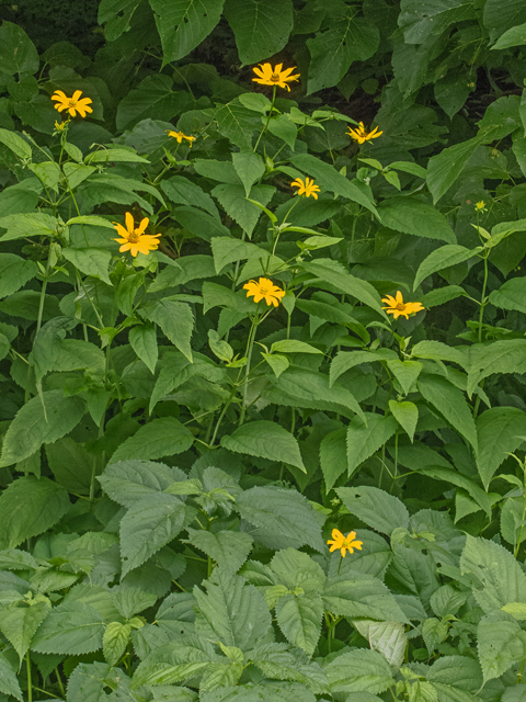 Helianthus decapetalus (Thinleaf sunflower) #49108