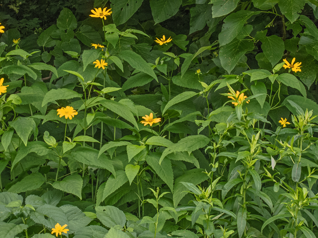 Helianthus decapetalus (Thinleaf sunflower) #49109